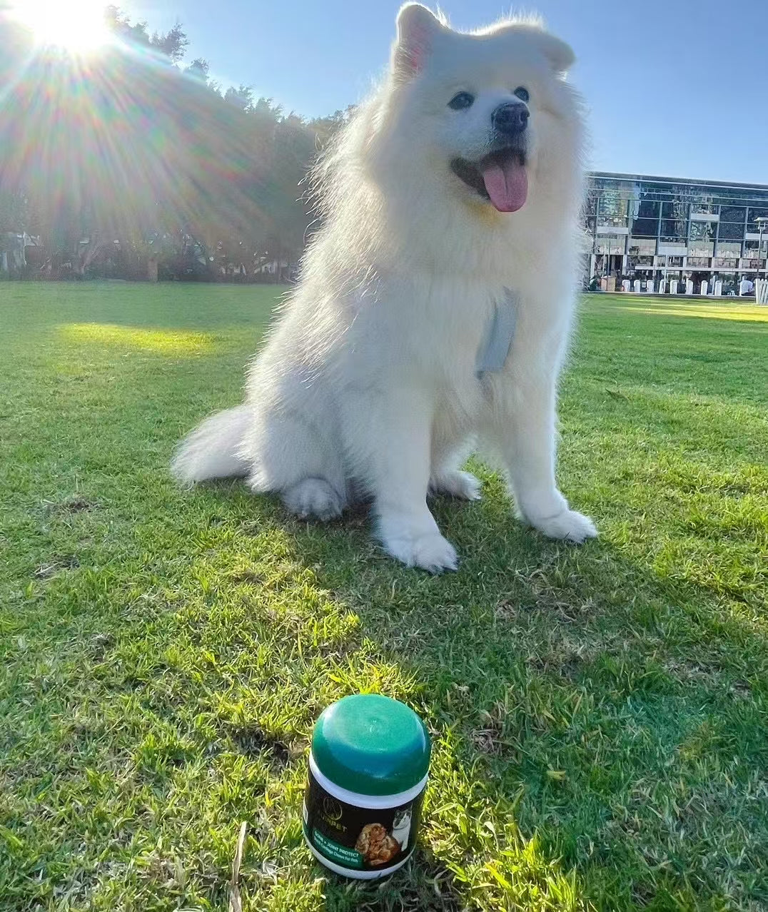 Auinpet Bone + Joint Protect Shark Cartilage Chews for Pets of All Ages