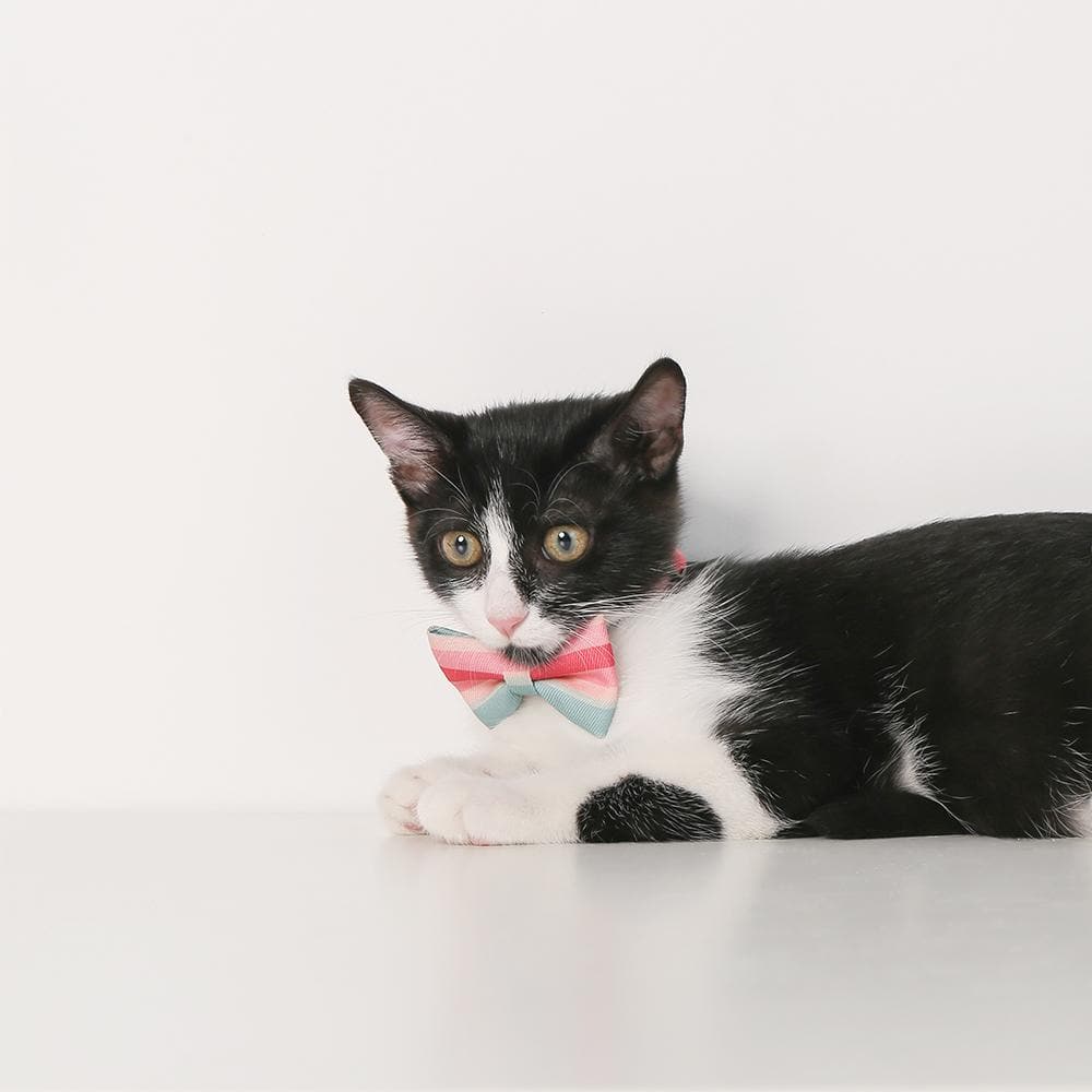 PIDAN Bow Tie Collar - Cat -A3