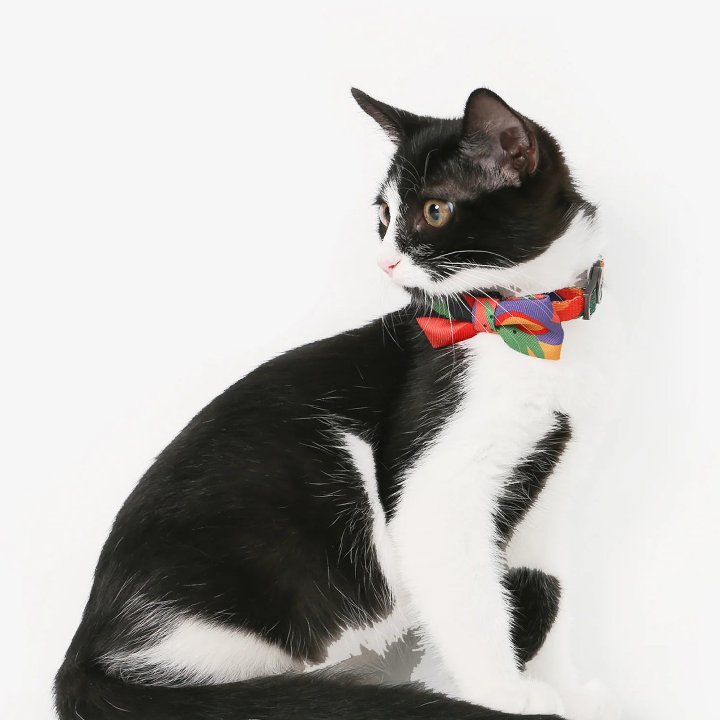 PIDAN Bow Tie Collar - Cat -A2