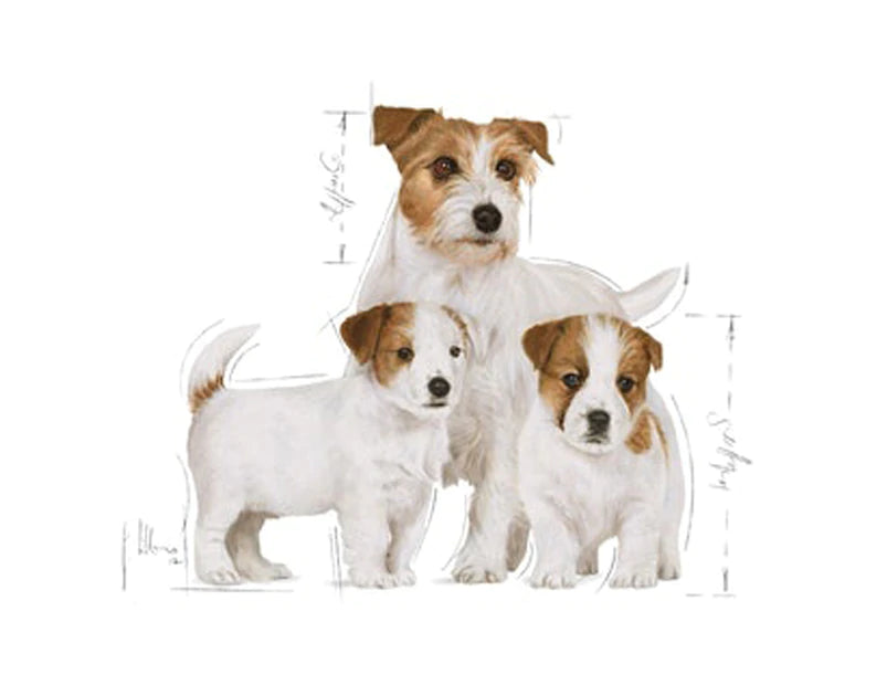Royal Canin Starter Mousse Wet Dog Food 12×195g