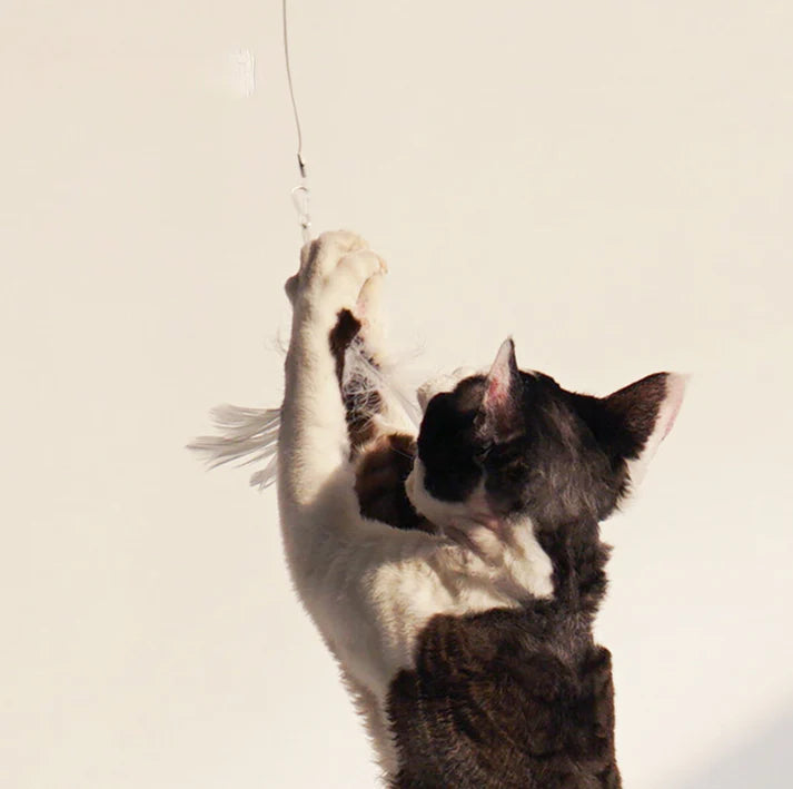 PURROOM Little Chicken Series: Extendable Feather Cat Stick Cat Toy