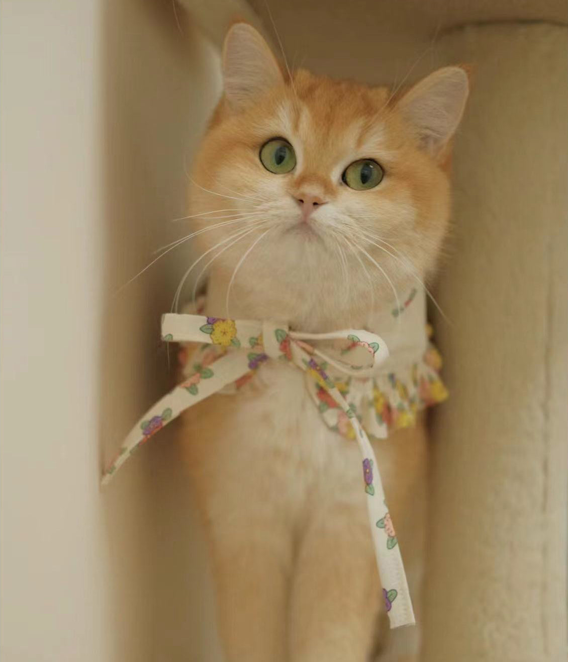 Ldyllic pet scarf