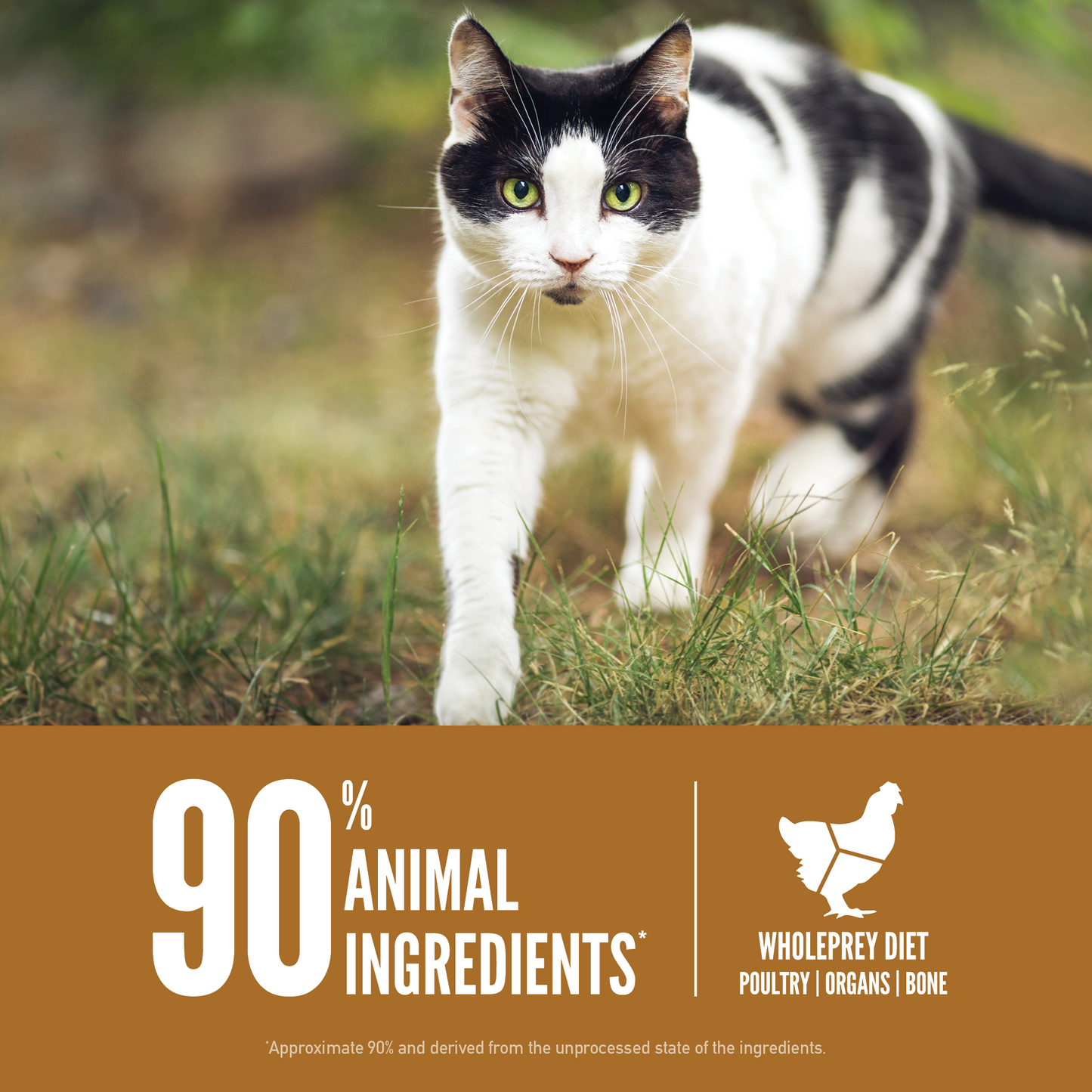 ORIJEN Original Grain-Free Dry Cat Food
