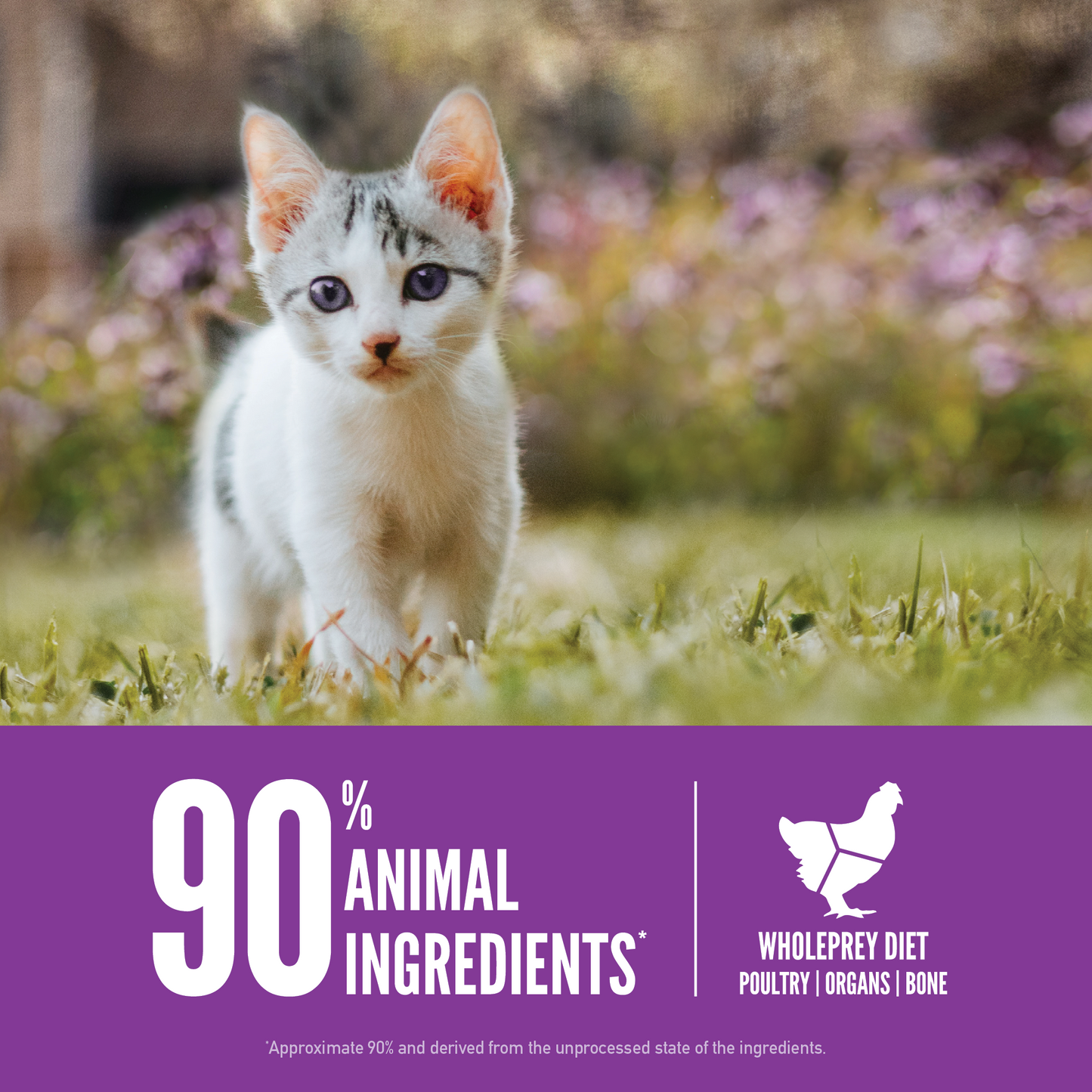 ORIJEN Kitten Grain-Free Dry Cat Food