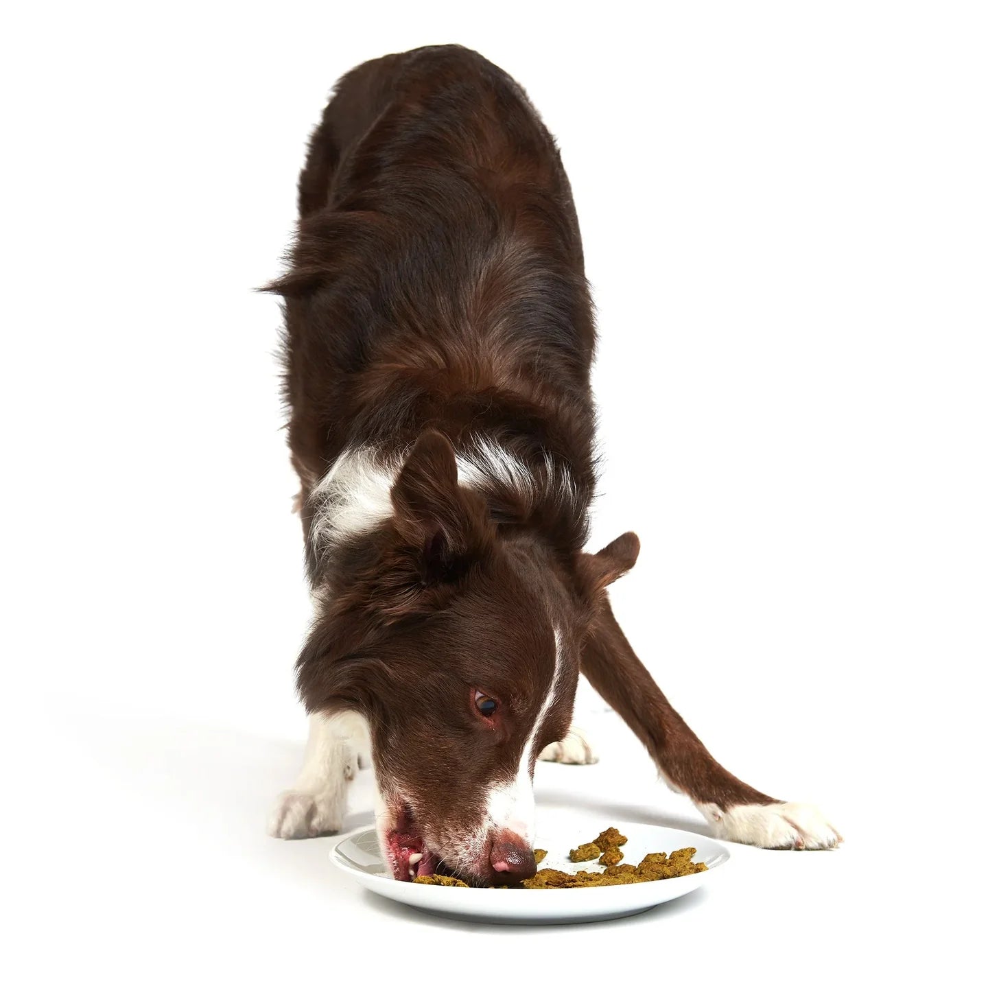 Smack Chunky Chicken Dog Dry Food