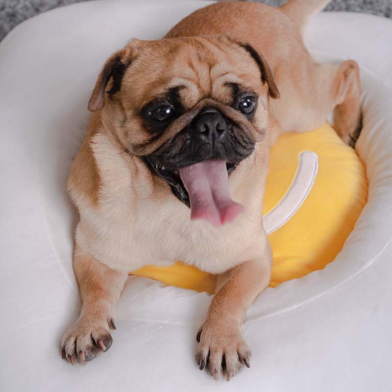 PURLAB Fried Egg Pet Bed