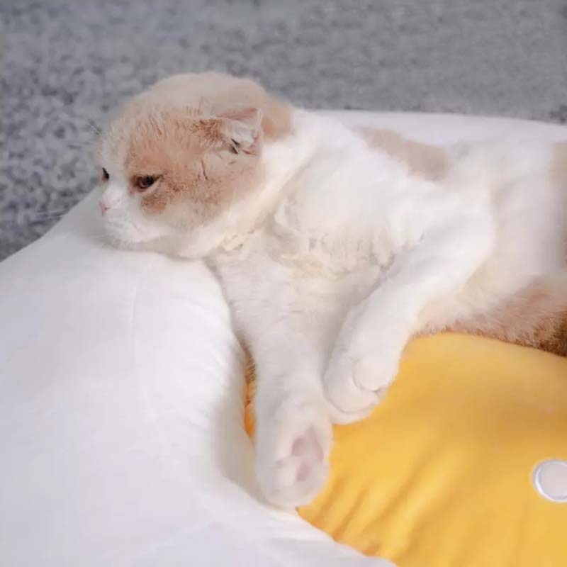 PURLAB Fried Egg Pet Bed