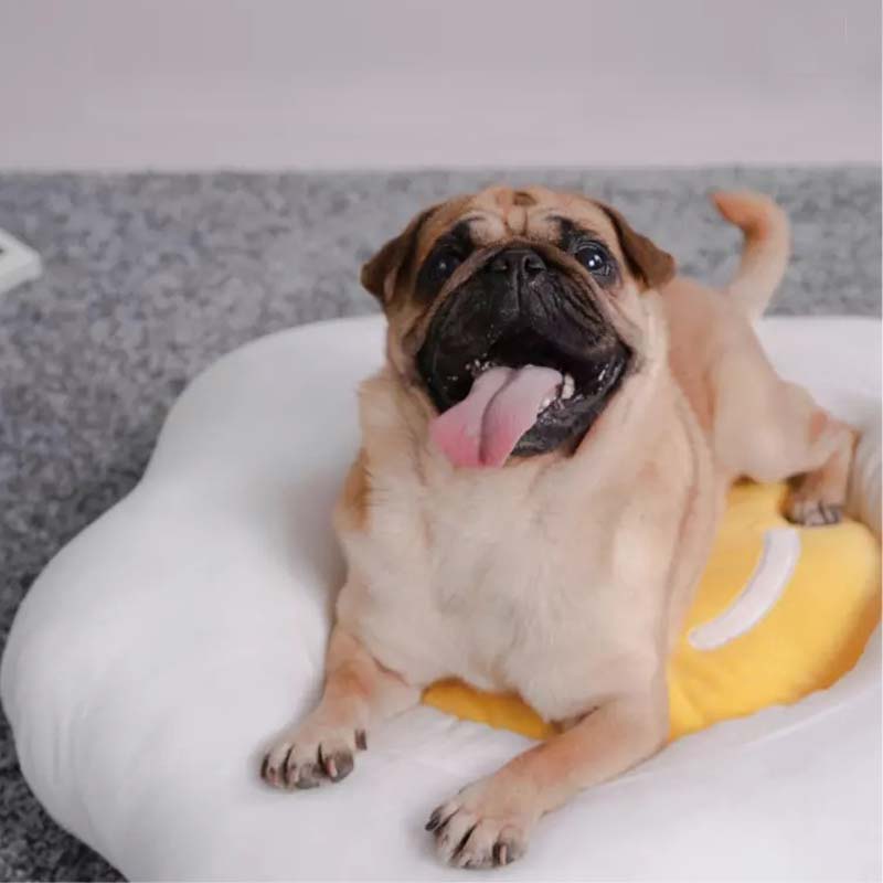 PURLAB Fried Egg Pet Bed