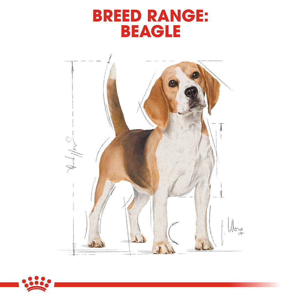Royal Canin Beagle Dog Food