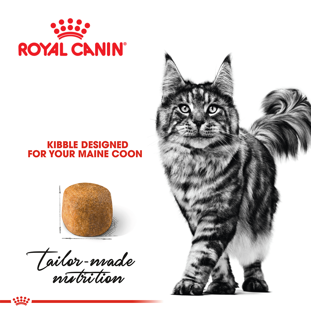 Royal Canin Maine Coon Adult Cat Food
