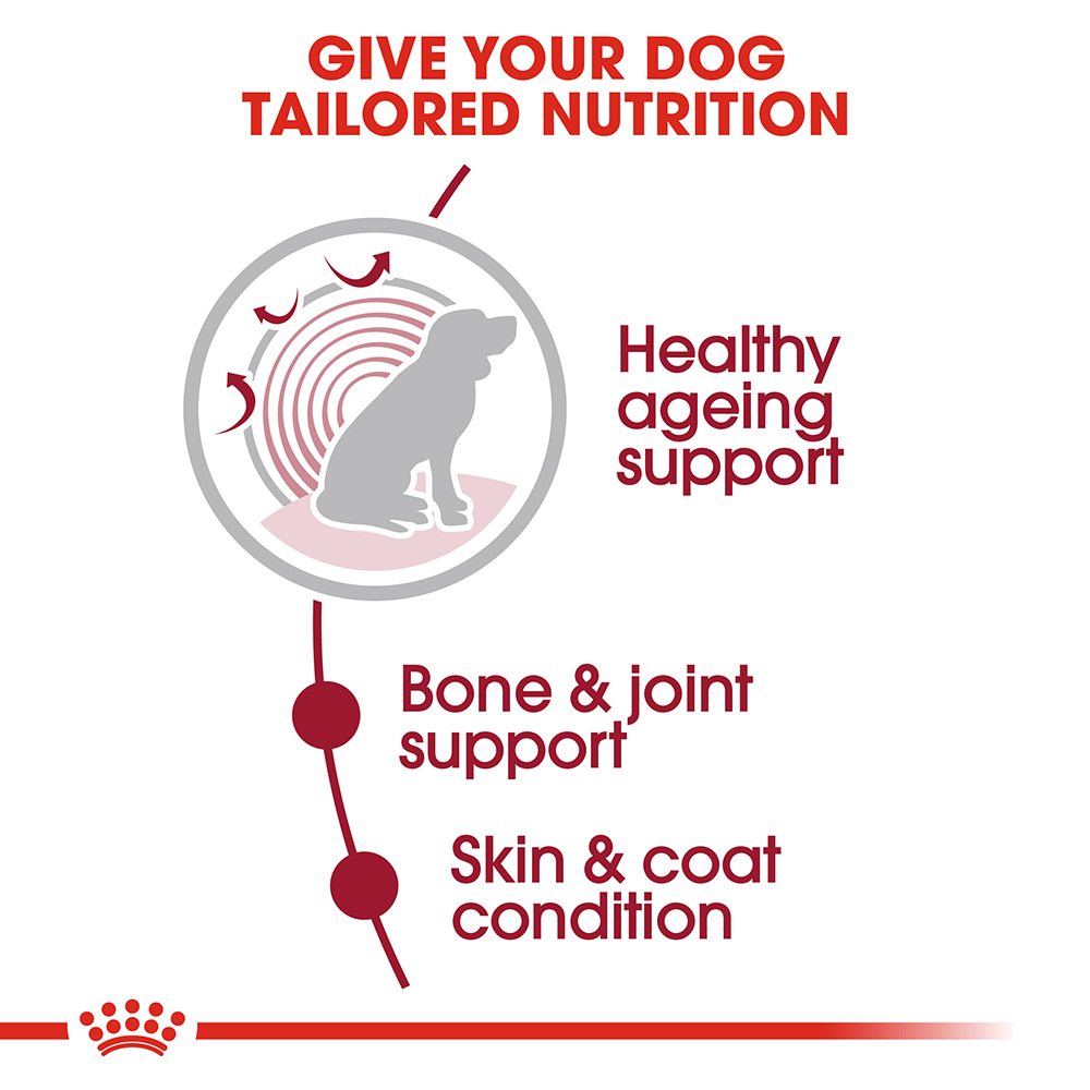 Royal Canin Medium Ageing 10 Plus Senior Wet Dog Food Pouches