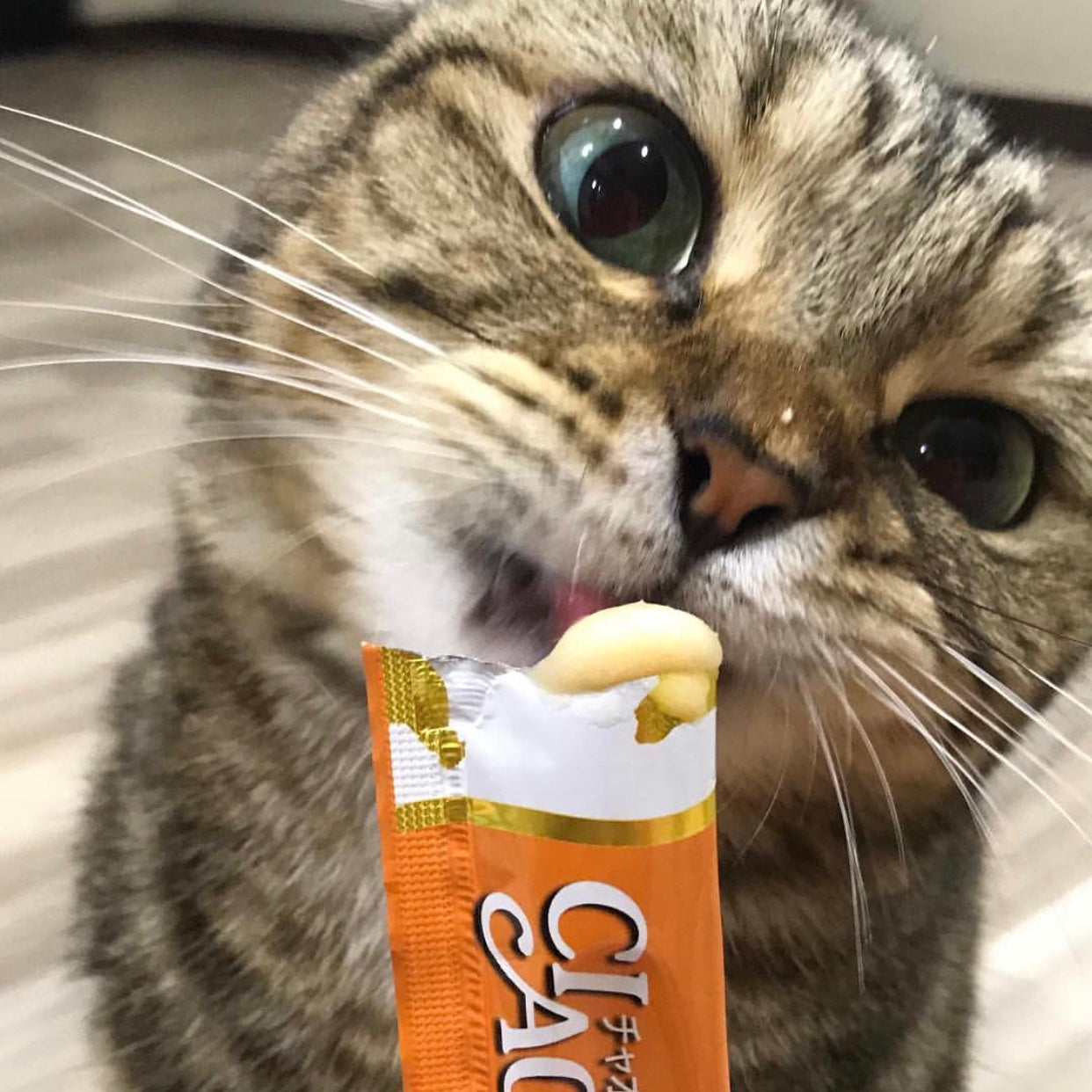 CIAO Churu Cat Lickable Treats Value Pack Random 6 Flavors