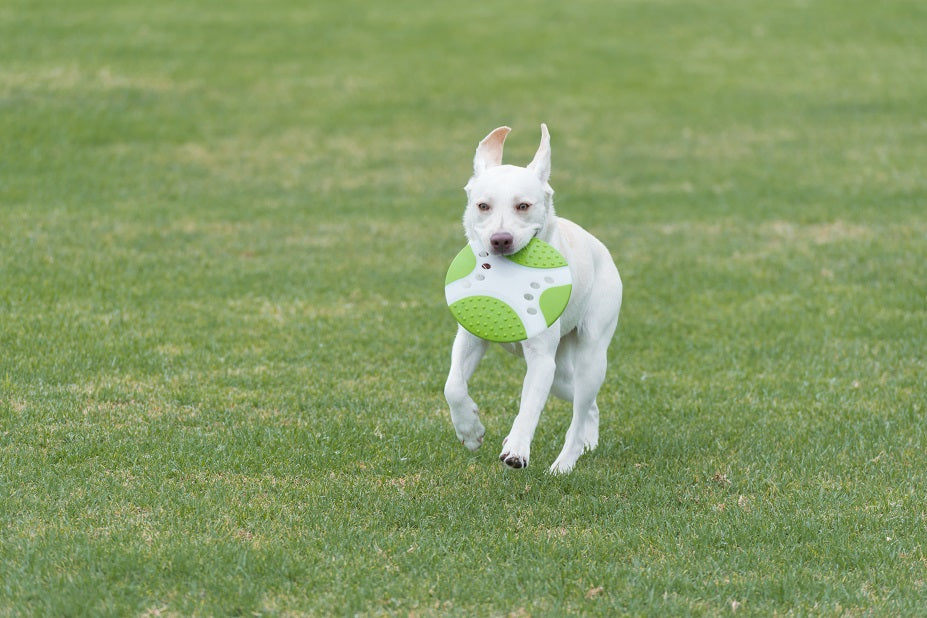 Rosewood Throw n Go Dental Saucer