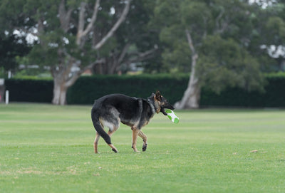 Rosewood Throw n Go Dental Saucer