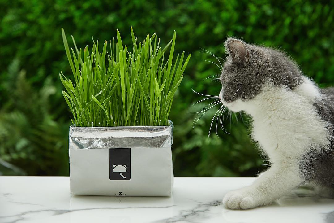 VETRESKA Cat Grass Soilless Seeds