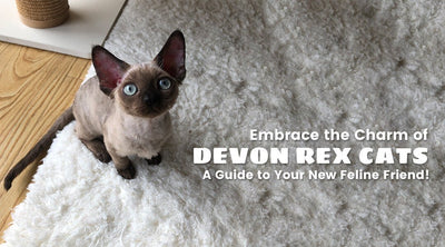 All About Devon Rex: The Unique and Affectionate Feline Companions - Chokyo Pet