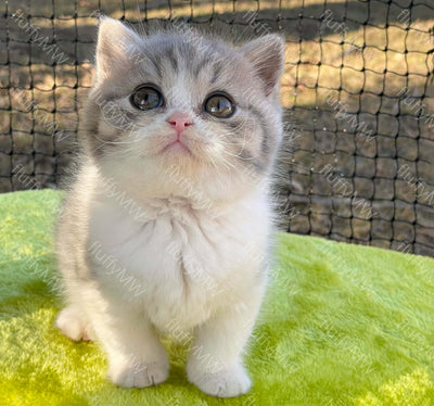 Quality breeders for quality kittens! Learn how to select the best British Shorthair breeder - Chokyo Pet
