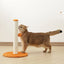 MY FIRST CAT TREE Pompom Orange