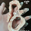Freeze Dried Crocodile Bone 100g - ChokyoPetStore
