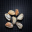 Freeze Dried Green Lip Mussel 50g - ChokyoPetStore