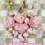 MAYBO Freeze-Dried Delicacy · Damascus White Rose Magic Box (6 pcs) - ChokyoPetStore