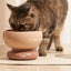 Makesure 360g Large Capacity Rainbow Cat Bowl