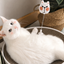 Cat Scratcher Companion – Interactive Spring Cat Toy for Scratching Boards