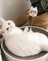 Misspet Cat Scratcher Attachment Toy