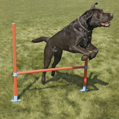 Rosewood Agility Hurdle