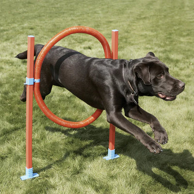 Rosewood Agility Hoop Jump