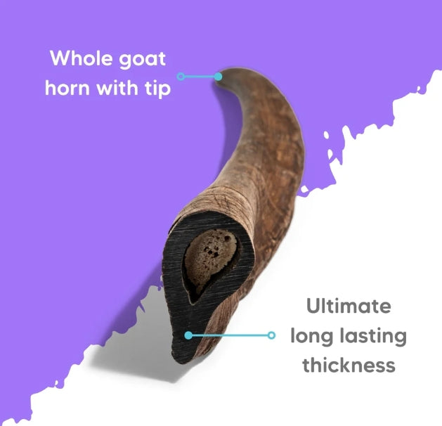 The Pet Project - Natural Whole Australian Goat Horn (Large 15-20cm)