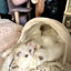 Nifty Fairy Linen Lace Pet Bed Cot