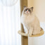 SupermarCat Floor to Ceiling Climbing Cat Tree - Premium SCAT02