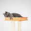 HONEYPOT CAT Solid Wood 5-Level Cat Tree - 180172pro (176cm)