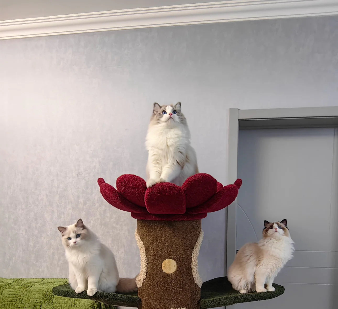 Camily Small "Sunflower" Cat Climbing Cat Tree