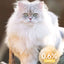 JinGu Little White Bag Main Food Freeze-Dried Raw Meat Cat-Specific 285g - ChokyoPetStore