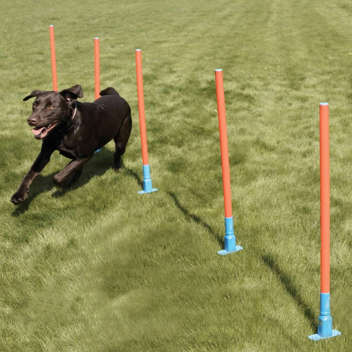 Rosewood Agility Slalom - ChokyoPetStore