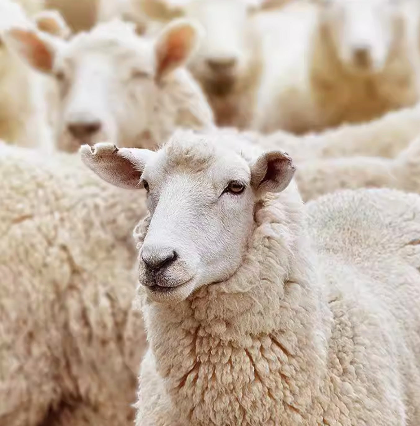 Cat toy wool ball Cat's Self Pleasure and Relaxation Tool