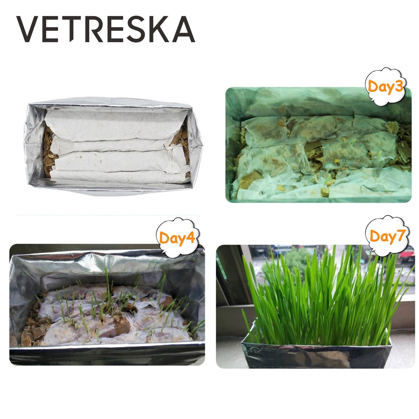 VETRESKA Cat Grass Soilless Seeds