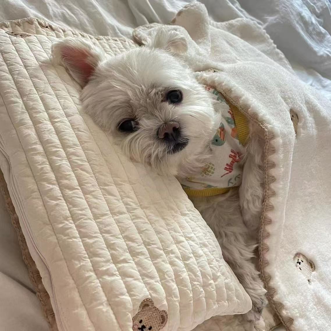 Pet Pillow & Blanket Set | Soft Bear Pattern Dog & Cat Sleeping Set | Cozy Bed Accessories for Small Pets