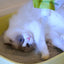 Freecat Premium Clumping Cat Litter 6.4kg