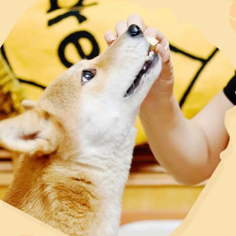 Hell's Kitchen Original Cut Egg Yolk Freeze-Dried Granules 100g Cat and Dog Puppy Snack Nutritious Lecithin - Chokyo Pet