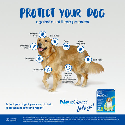 NexGard Spectra For Medium Dogs 7.6-15kg (Green)