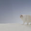 Xu Cuihua Unscented Natural Cat Litter 2.5kg