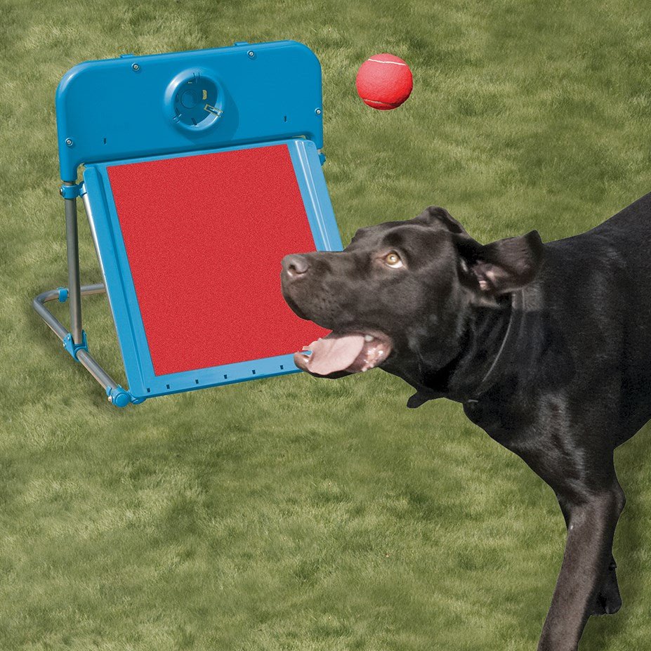 Rosewood Dog Agility Flyball - Chokyo Pet