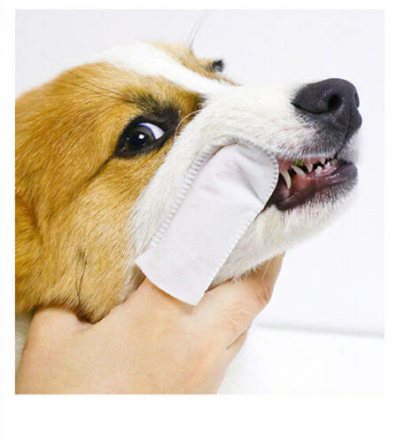 KOJIMA Pet Tooth Clean Dental Finger Wipes 36pcs - ChokyoPetStore