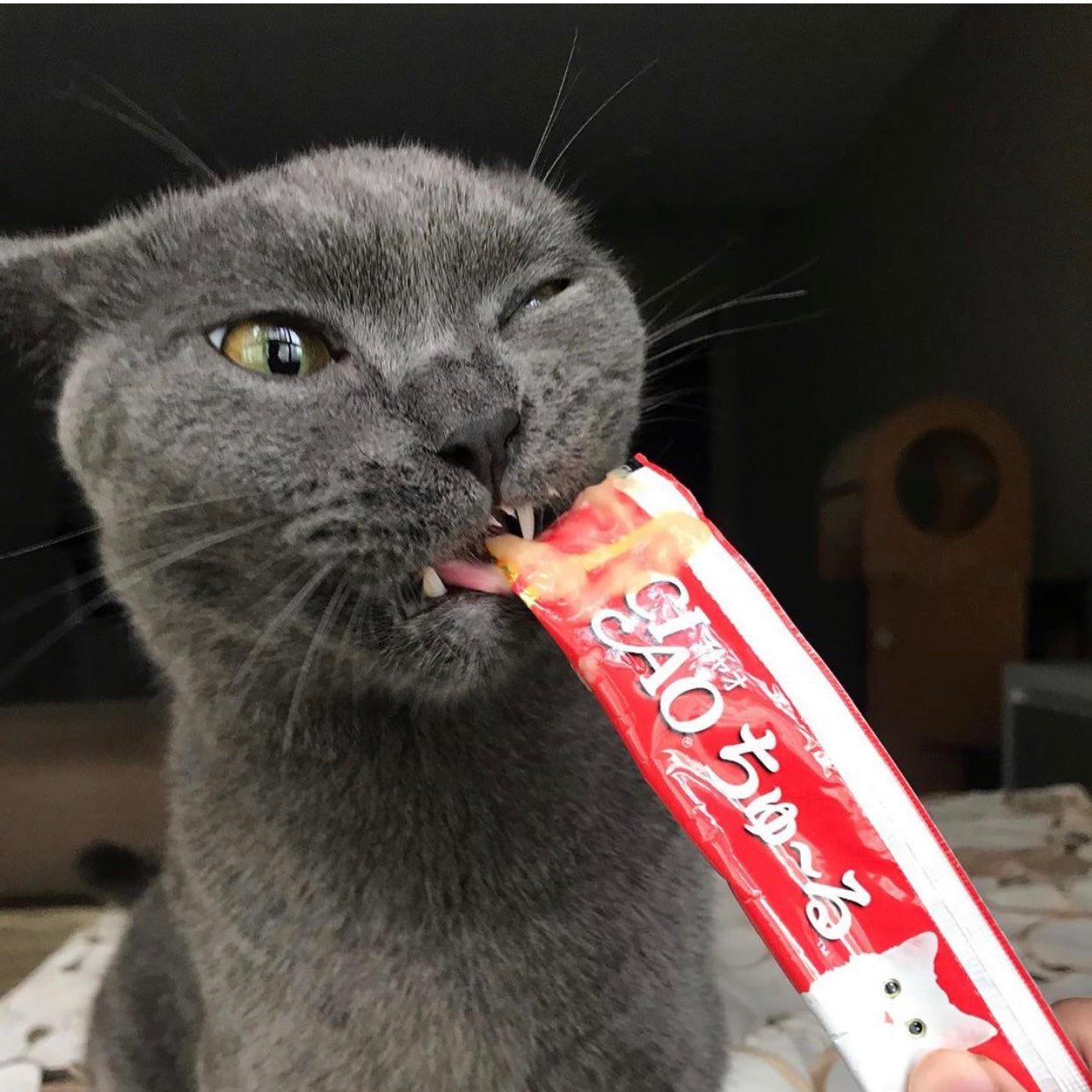 CIAO Churu Cat Lickable Treats Value Pack Random 6 Flavors