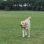 Rosewood BioSafe Germ Smart Dog Toy Lemon / Orange