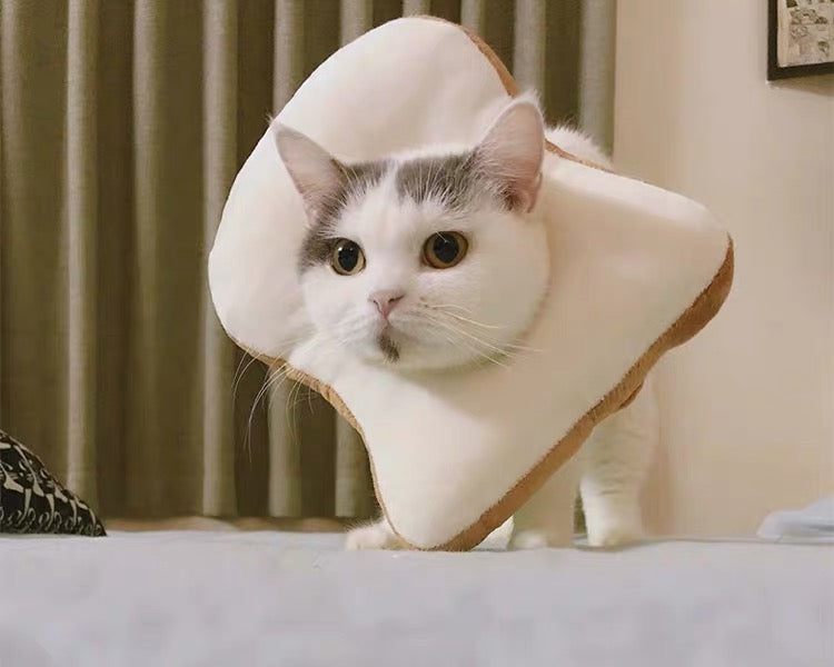 Cat with hotsell toast on head