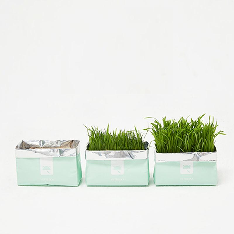 VETRESKA Cat Grass Soilless Seeds